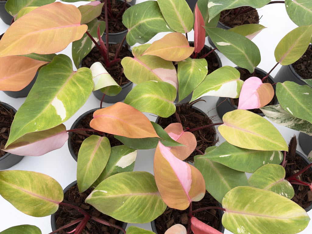 Philodendron Persimmon Princess Variegated - Set of 10 Plants