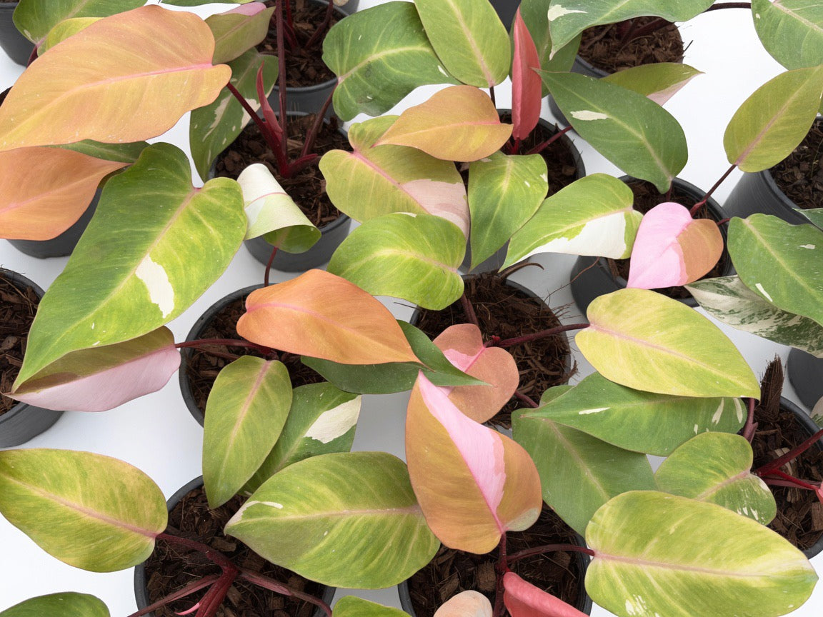 Philodendron Persimmon Princess Variegated - Set of 10 Plants