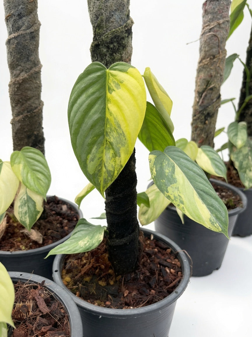 Philodendron Brandtianum Variegated - Set of 10 Plants