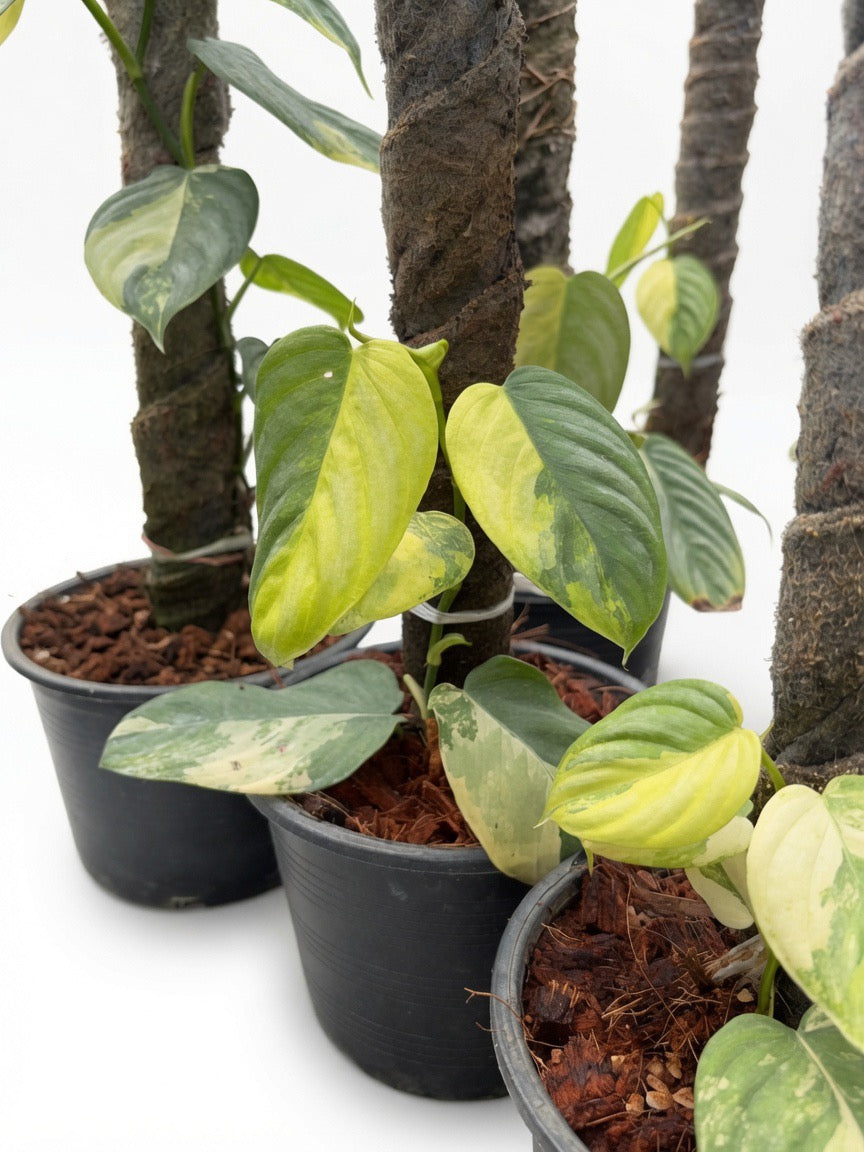 Philodendron Brandtianum Variegated - Set of 10 Plants