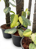 Philodendron Brandtianum Variegated - Set of 10 Plants