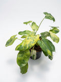 Philodendron Burle Marxii ‘Snow White’ Variegated - Set of 10 Plants