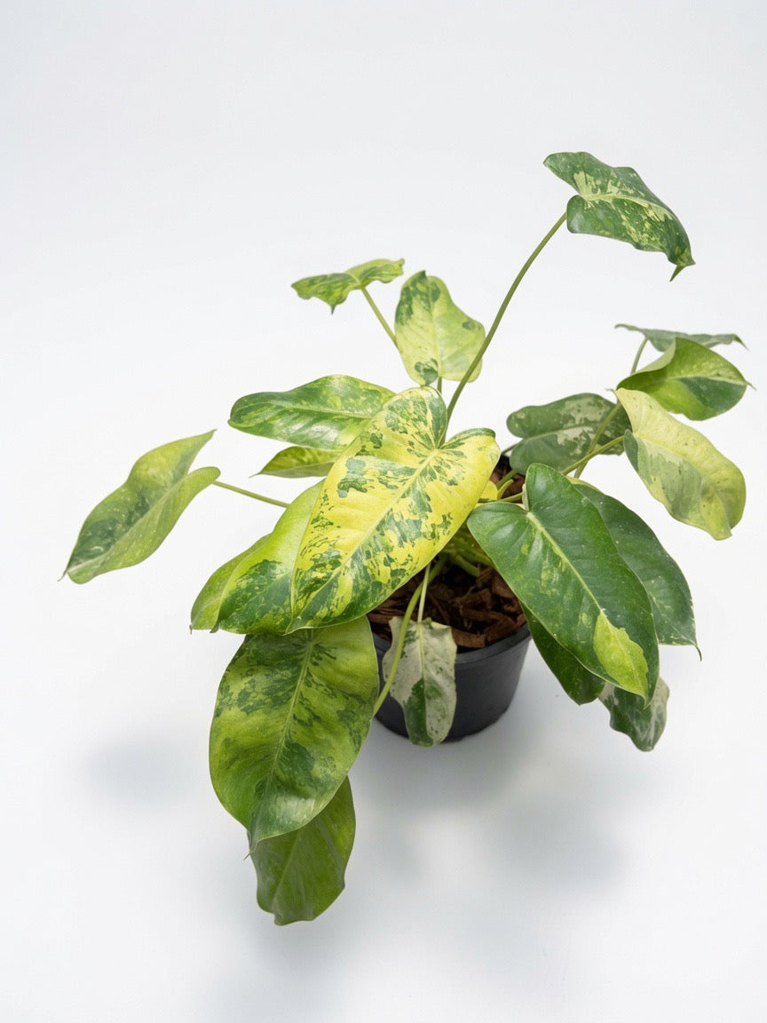 Philodendron Burle Marxii ‘Snow White’ Variegated - Set of 10 Plants