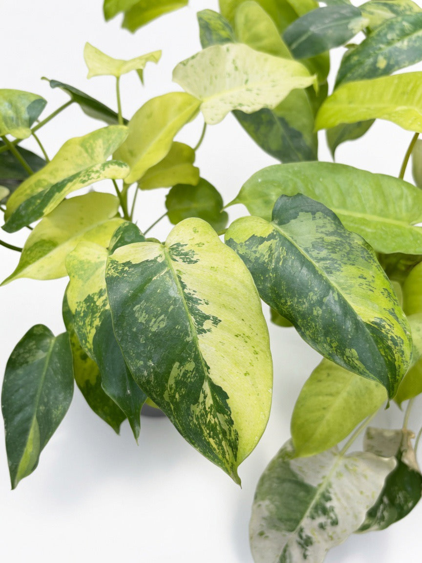 Philodendron Burle Marxii ‘Snow White’ Variegated - Set of 10 Plants
