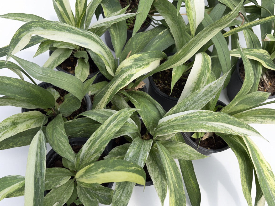 Anthurium Vittarifolium Variegated (Medium Size) - Set of 10 Plants