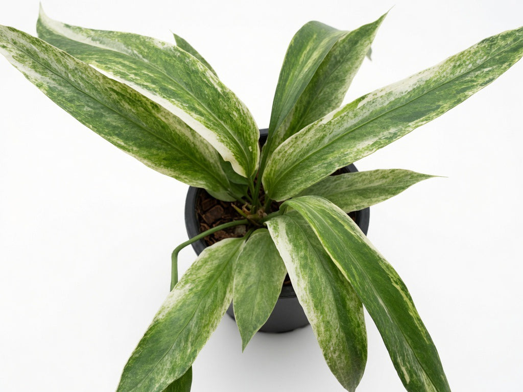 Anthurium Vittarifolium Variegated (Medium Size) - Set of 10 Plants