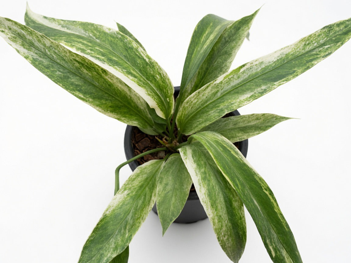 Anthurium Vittarifolium Variegated (Medium Size) - Set of 10 Plants