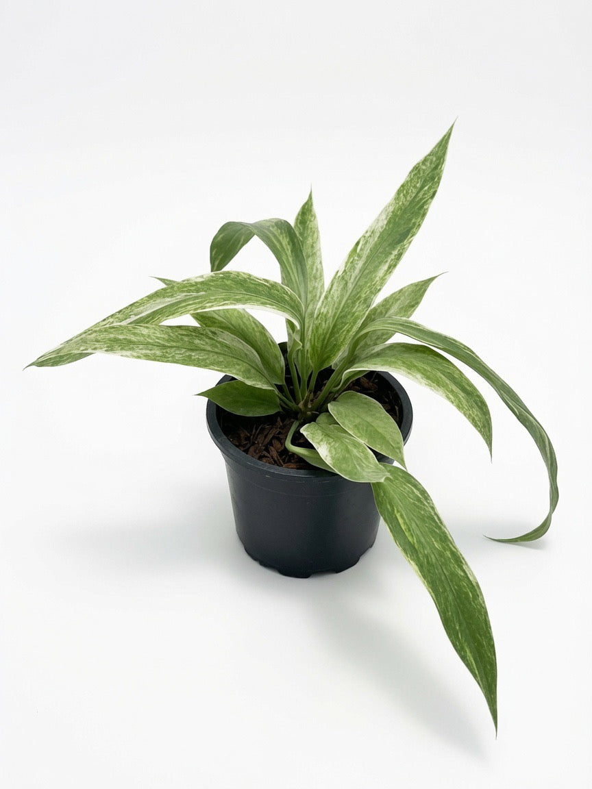 Anthurium Vittarifolium Variegated (Medium Size) - Set of 10 Plants