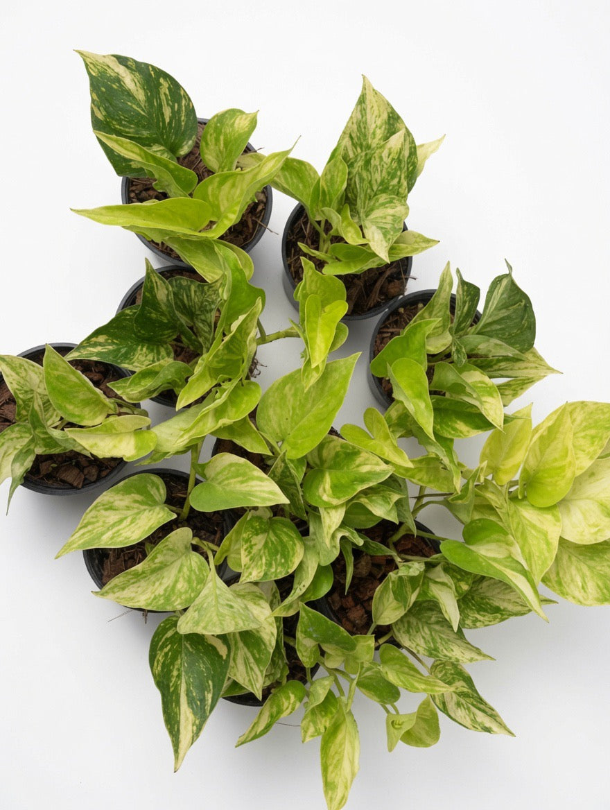 Epipremnum Chongarense - Set of 10 Plants