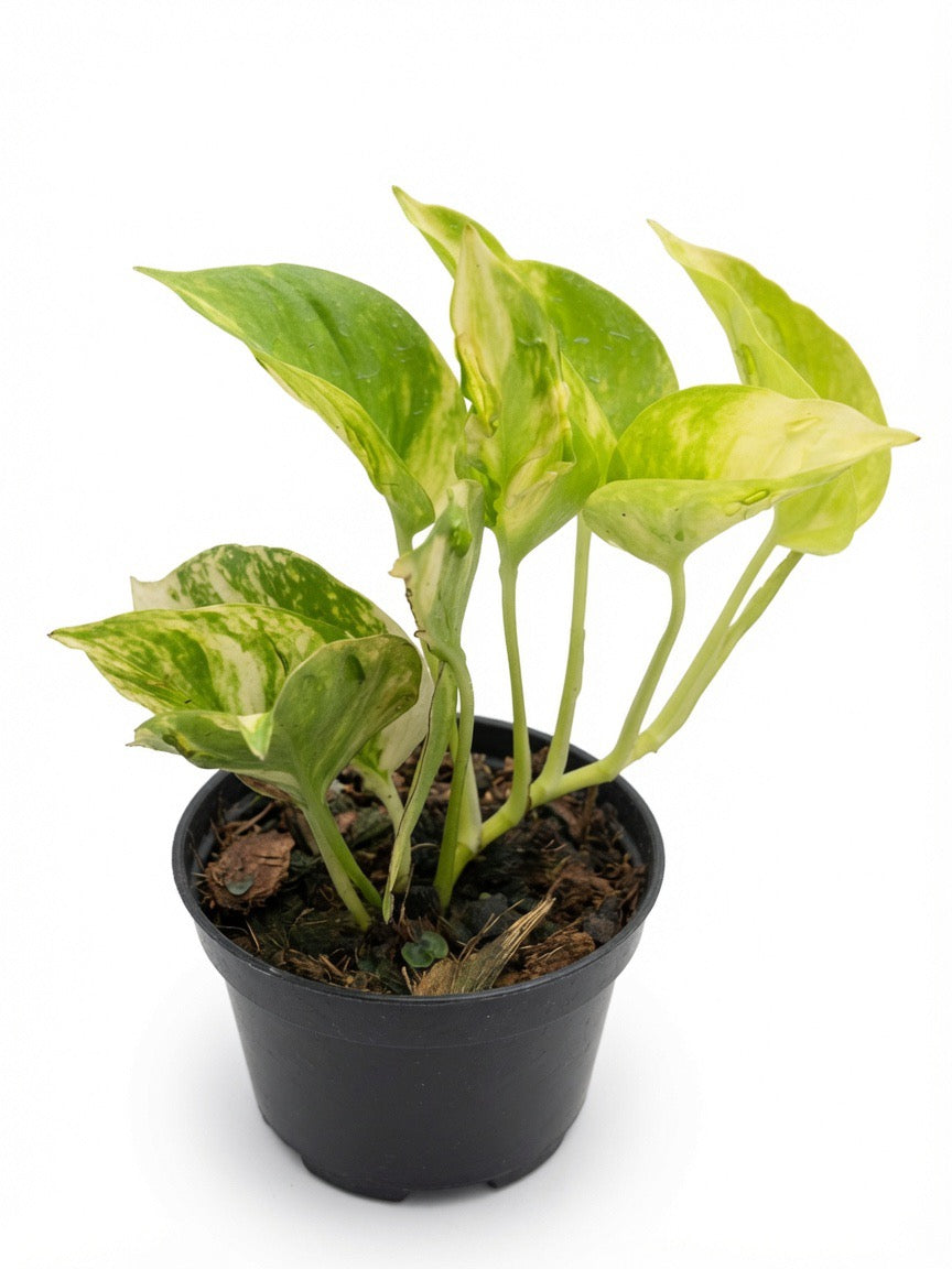 Epipremnum Chongarense - Set of 10 Plants