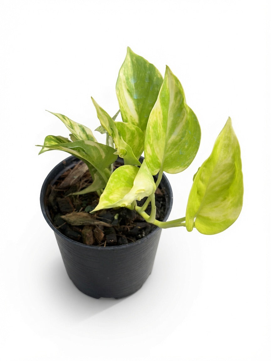 Epipremnum Chongarense - Set of 10 Plants
