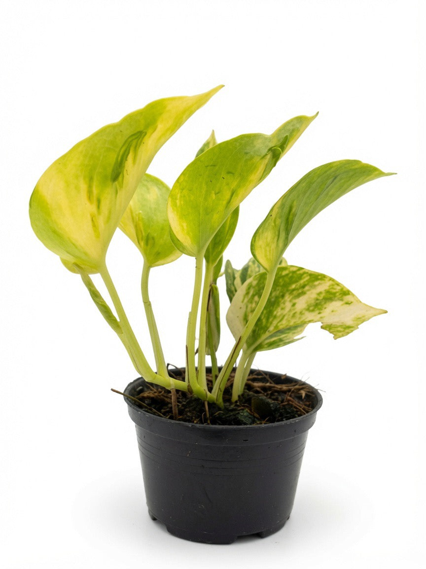 Epipremnum Chongarense - Set of 10 Plants