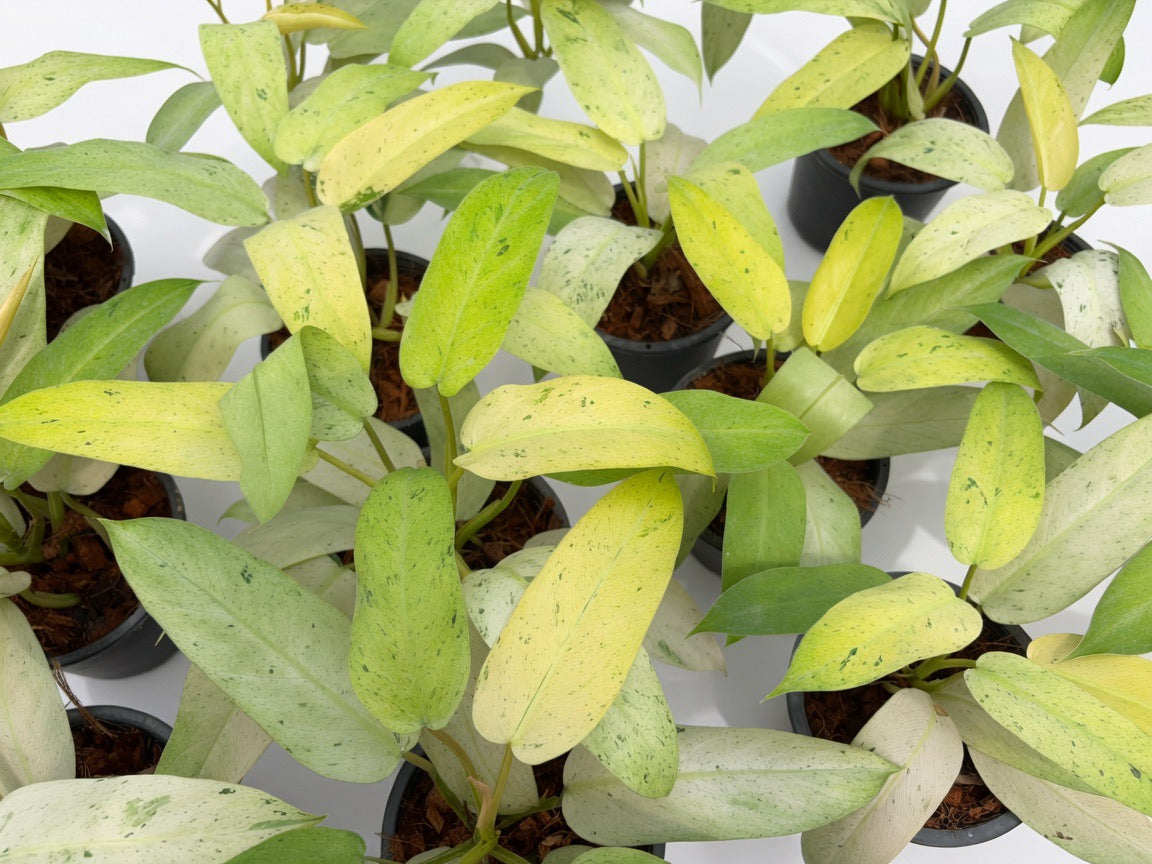 Philodendron Whipple Way - Set of 10 Plants