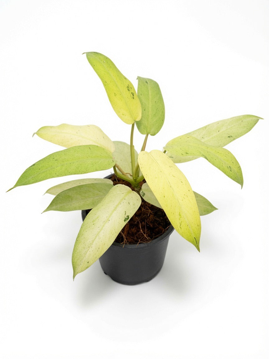 Philodendron Whipple Way - Set of 10 Plants