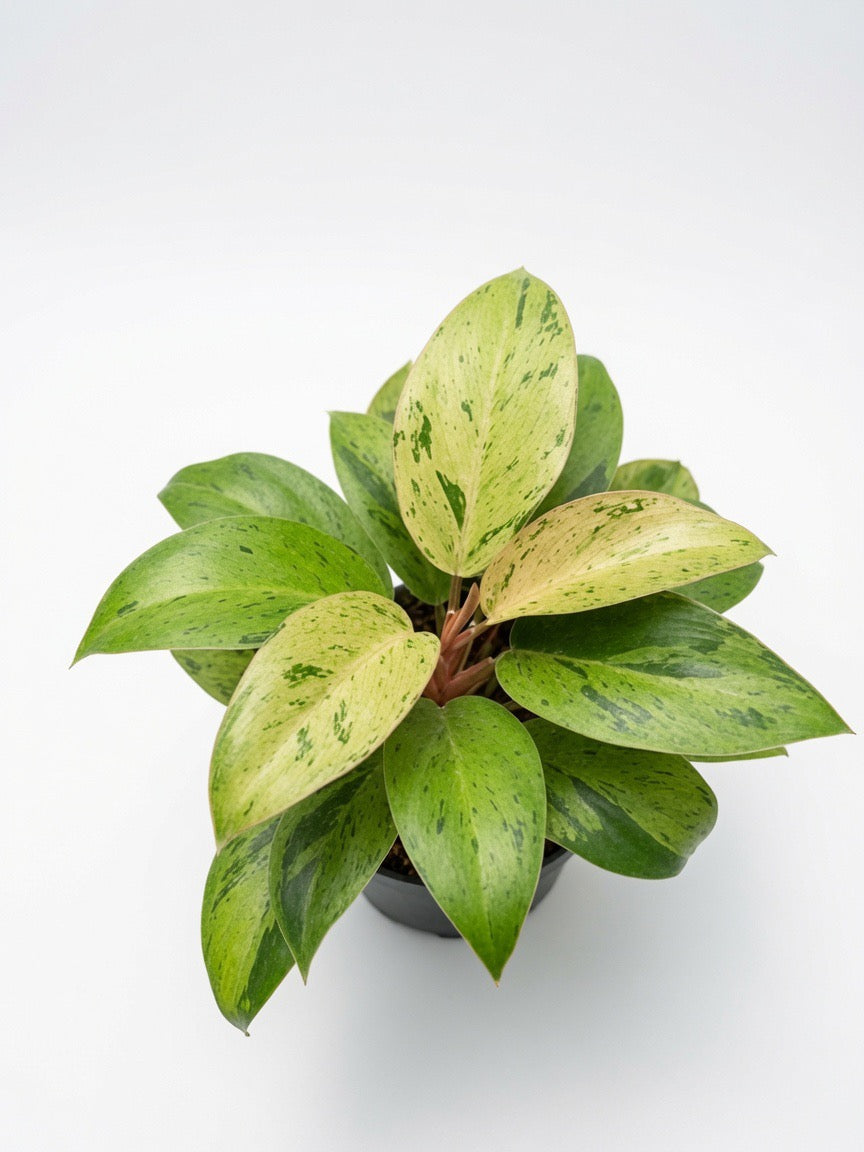 Philodendron Congo Dwarf Mint Variegated - Set of 10 Plants
