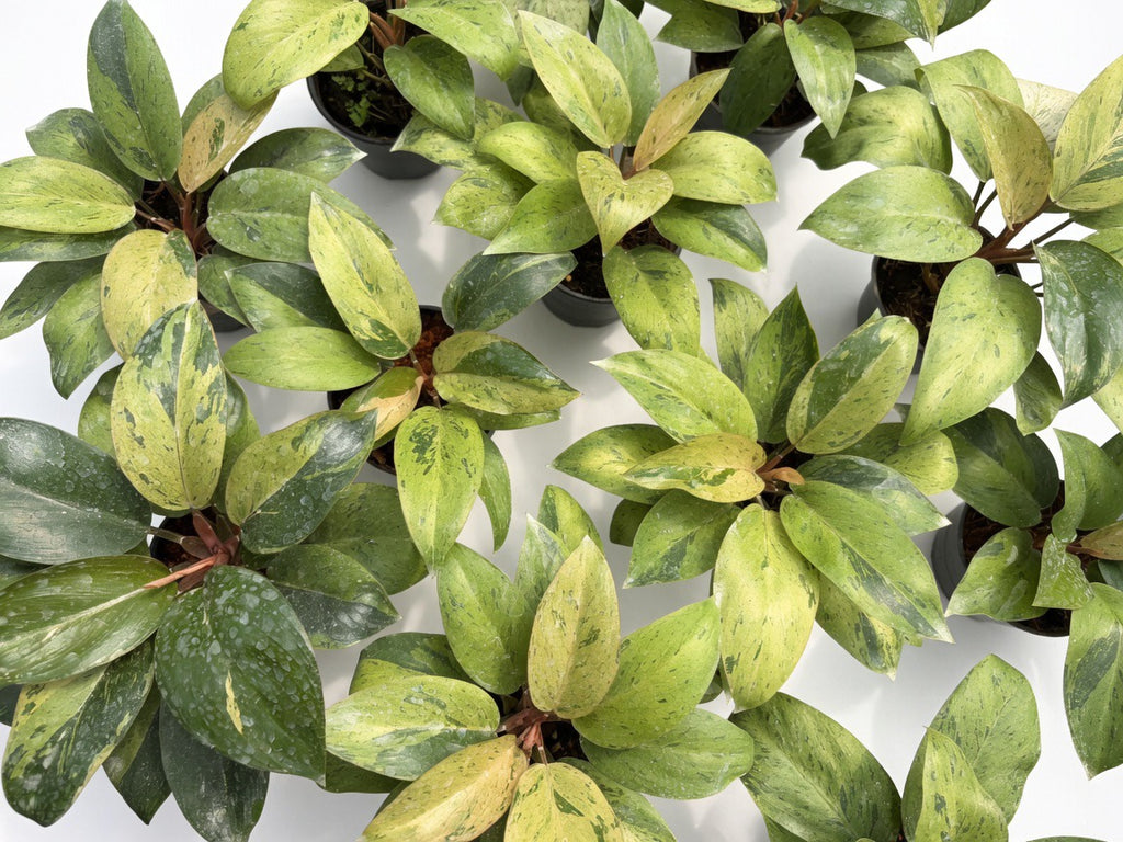 Philodendron Congo Dwarf Mint Variegated - Set of 10 Plants
