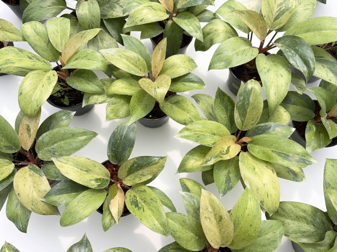 Philodendron Congo Dwarf Mint Variegated - Set of 10 Plants