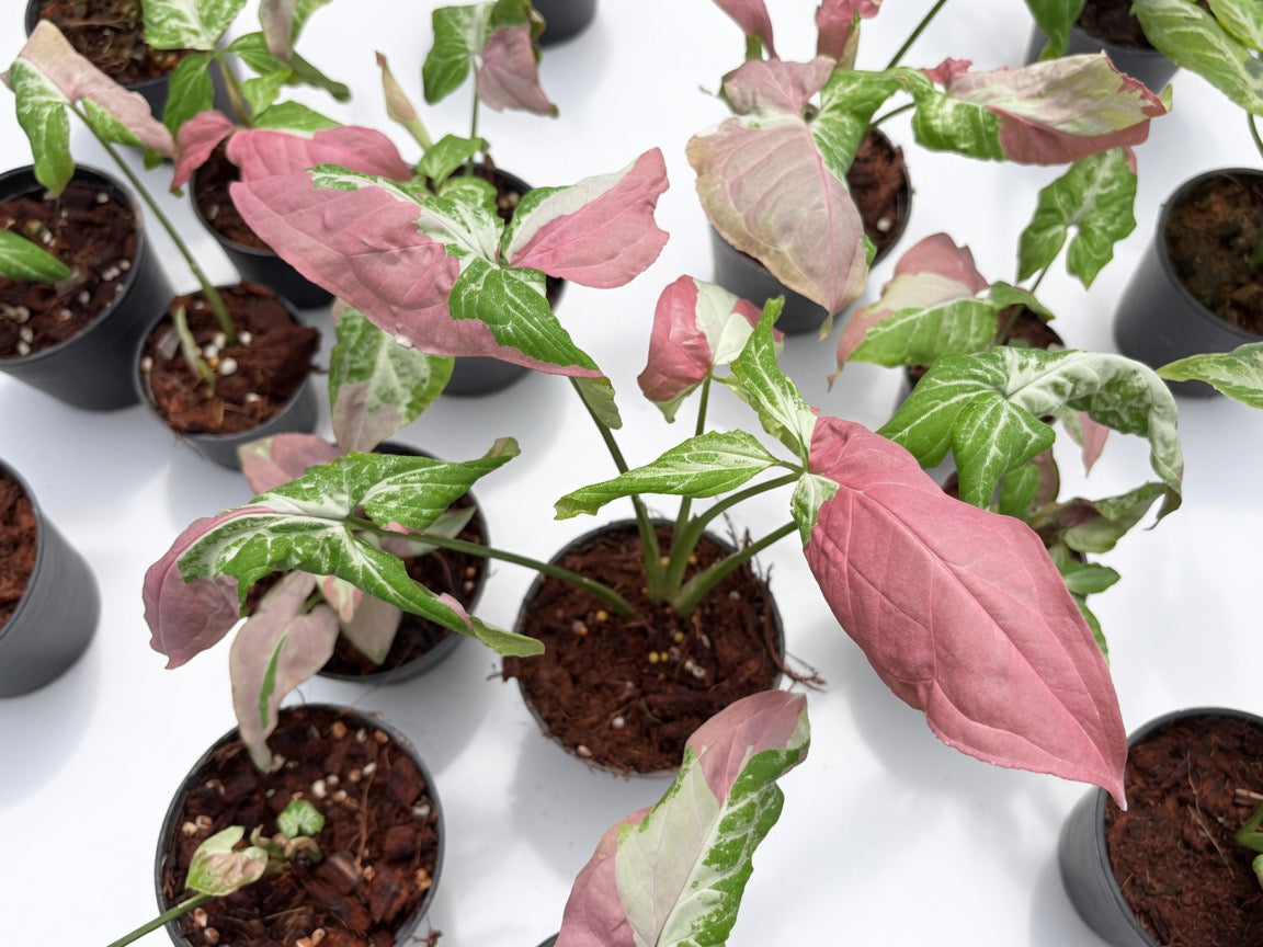 Syngonium Raspberry Variegated - Set of 10 Plants