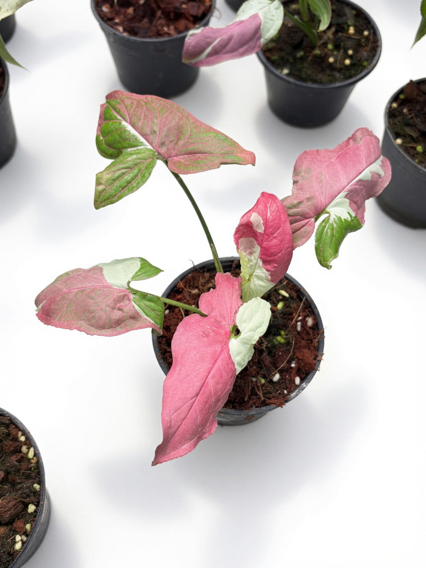 Syngonium Raspberry Variegated - Set of 10 Plants