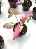 Syngonium Raspberry Variegated - Set of 10 Plants