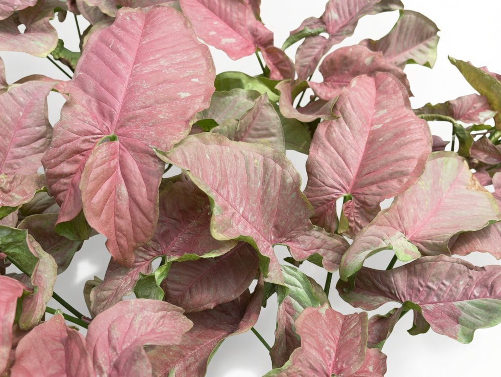 Syngonium Pink Venom - Set of 10 Plants
