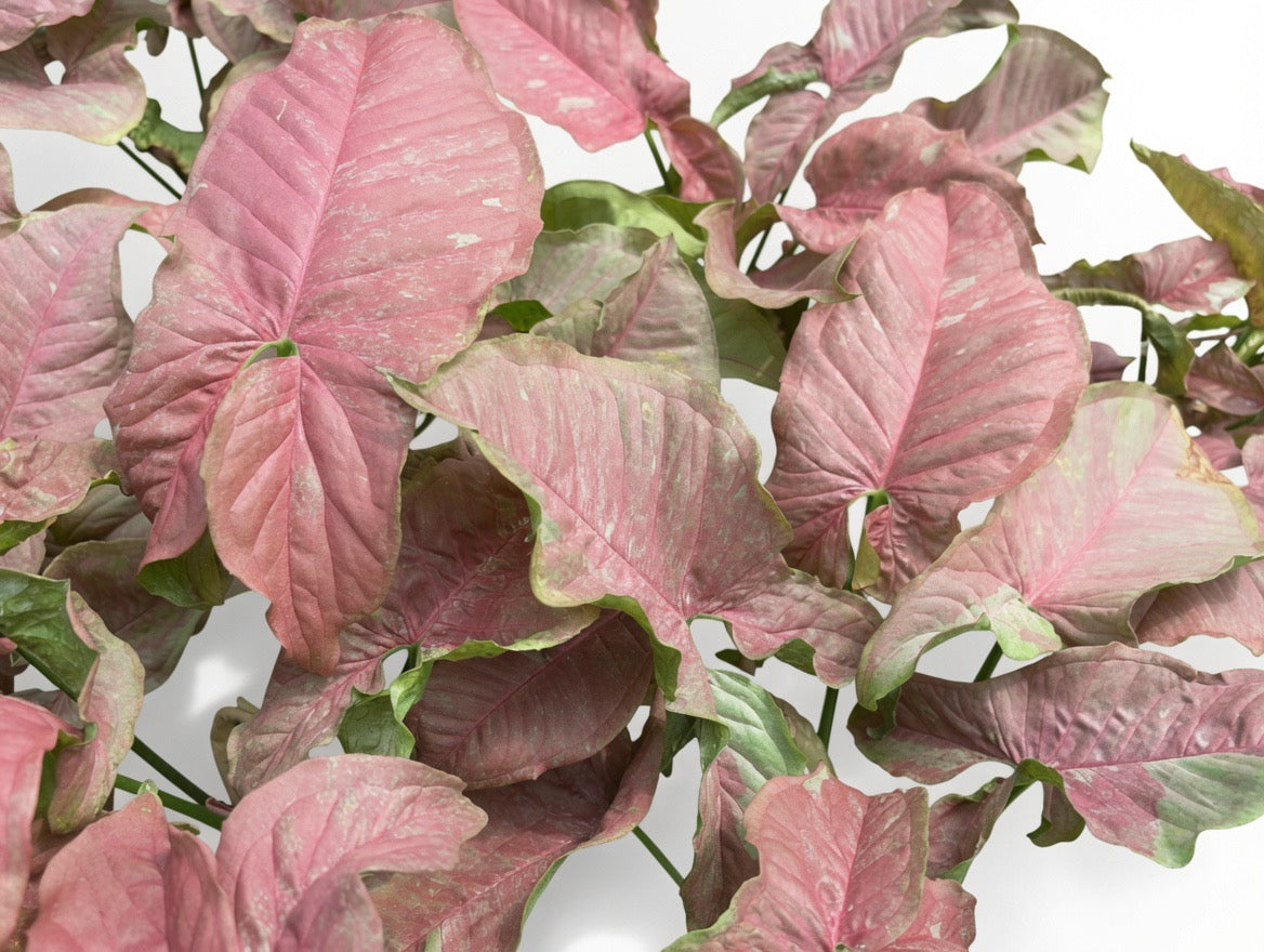 Syngonium Pink Venom - Set of 10 Plants