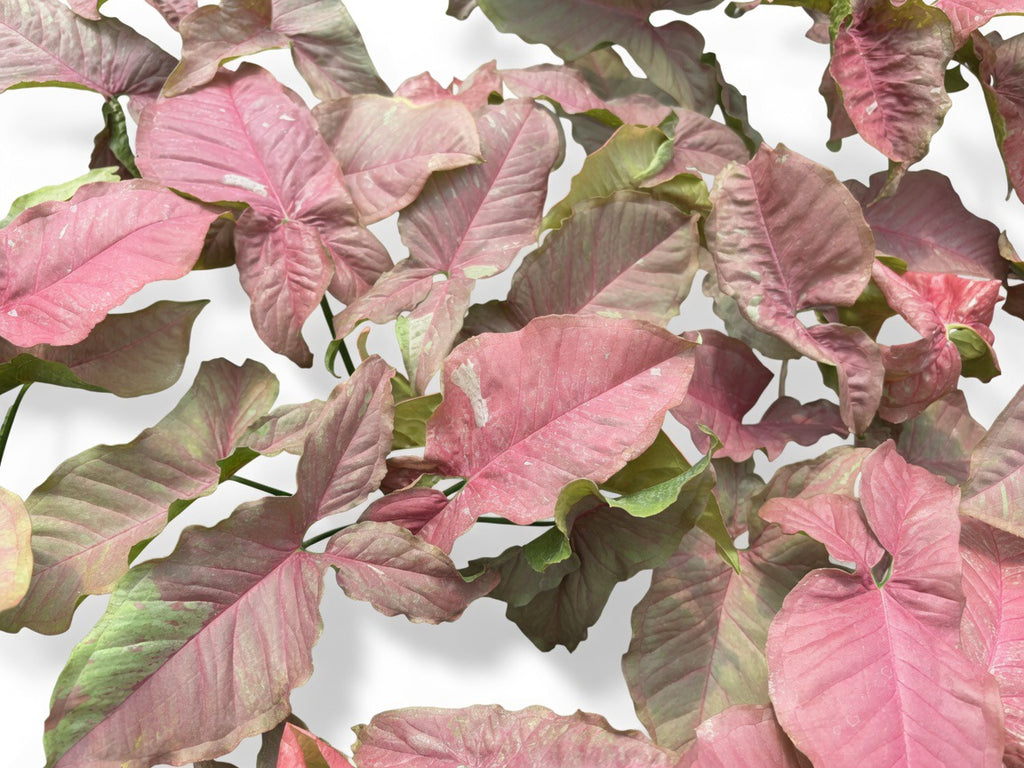 Syngonium Pink Venom - Set of 10 Plants