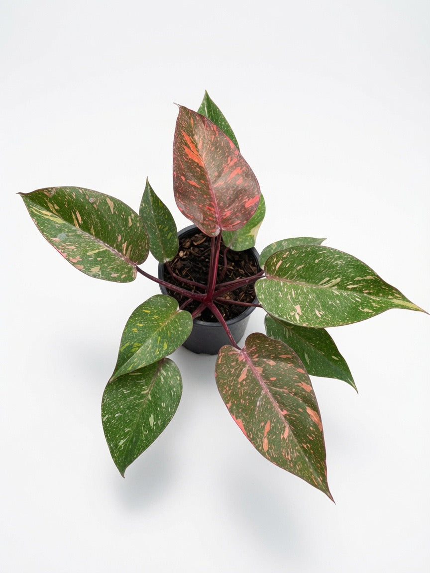 Philodendron Orange Galaxy Variegated - Set of 10 Plants