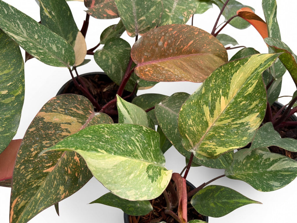 Philodendron Orange Galaxy Variegated - Set of 10 Plants