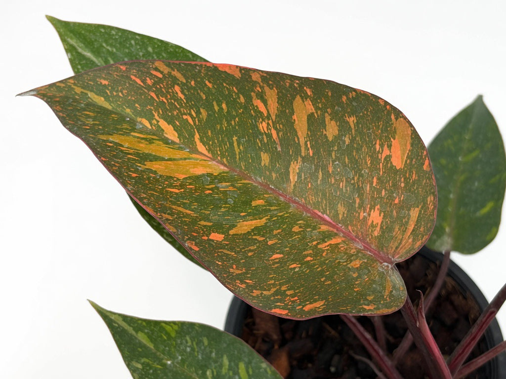 Philodendron Orange Galaxy Variegated - Set of 10 Plants