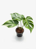 Monstera Deliciosa Form No.6 - Set of 10 Plants