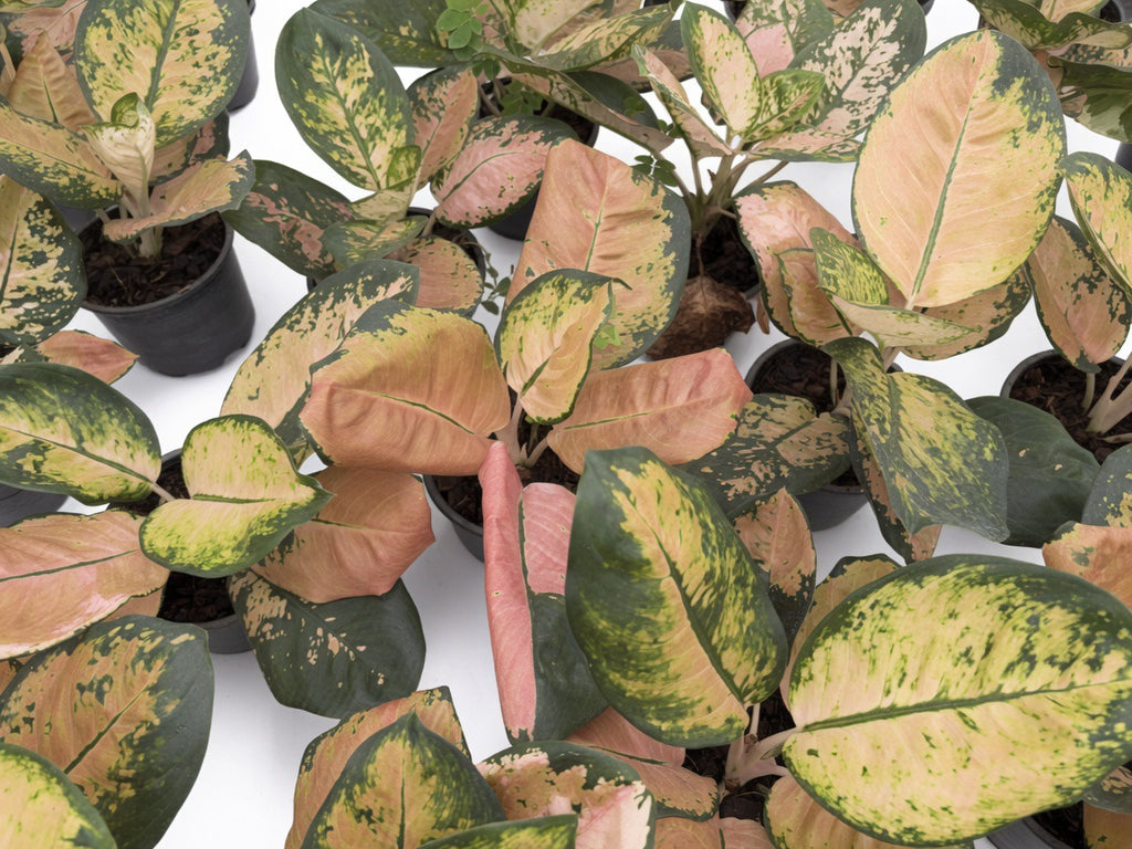 Aglaonema Starbucks - Set of 10 Plants