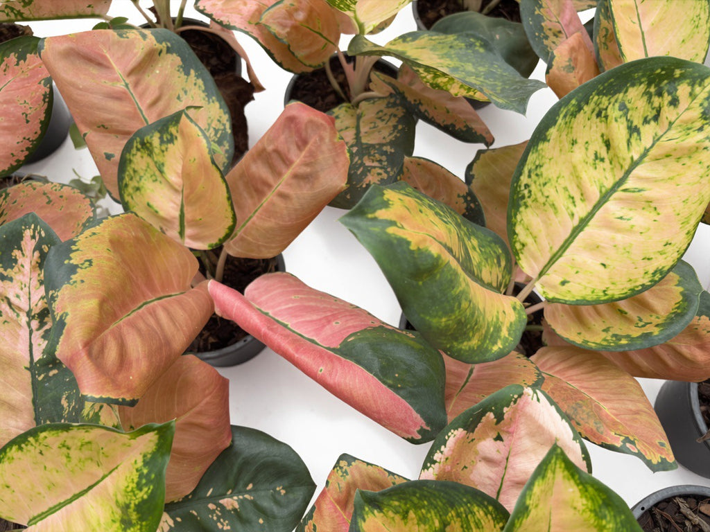 Aglaonema Starbucks - Set of 10 Plants