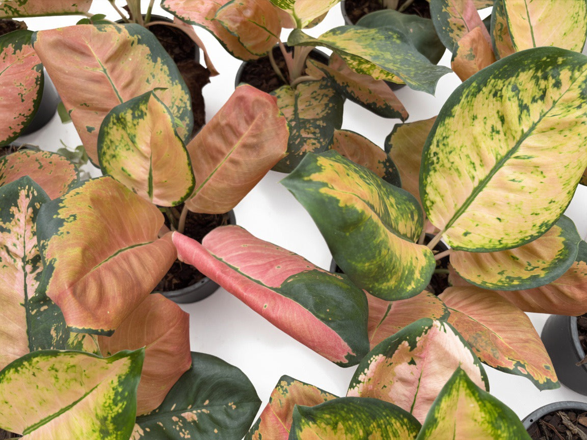 Aglaonema Starbucks - Set of 10 Plants