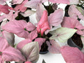 Syngonium Pink Perfection - Set of 10 Plants