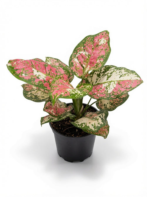 Aglaonema Anyamanee Tricolor - Set of 10 Plants