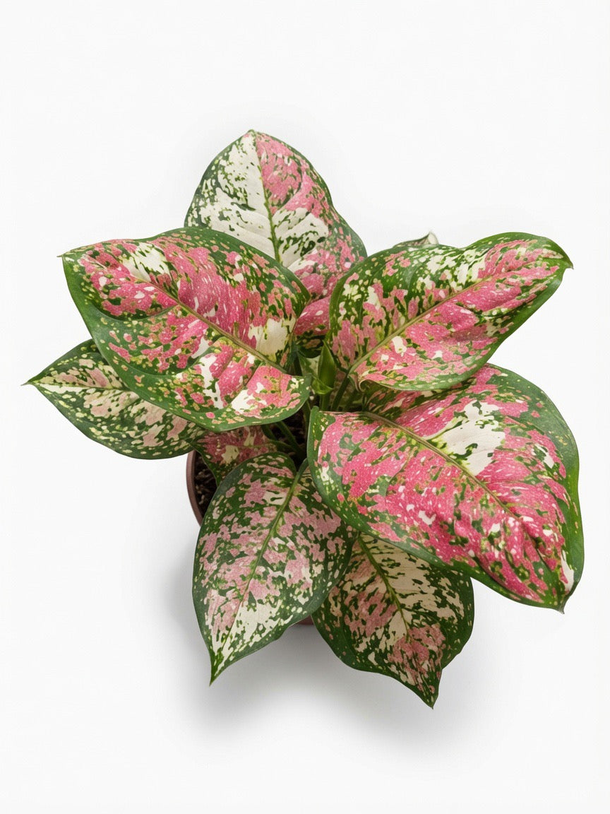 Aglaonema Anyamanee Tricolor - Set of 10 Plants