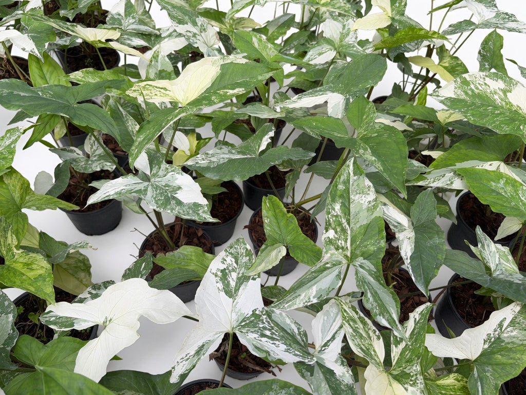 Syngonium Podophyllum Albo Variegated - Set of 10 Plants