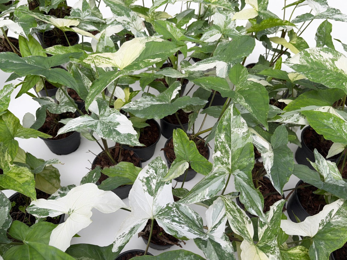 Syngonium Podophyllum Albo Variegated - Set of 10 Plants