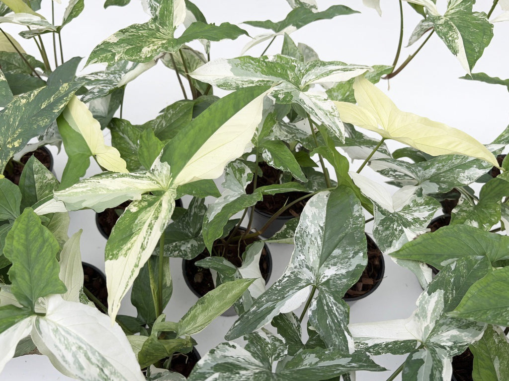 Syngonium Podophyllum Albo Variegated - Set of 10 Plants