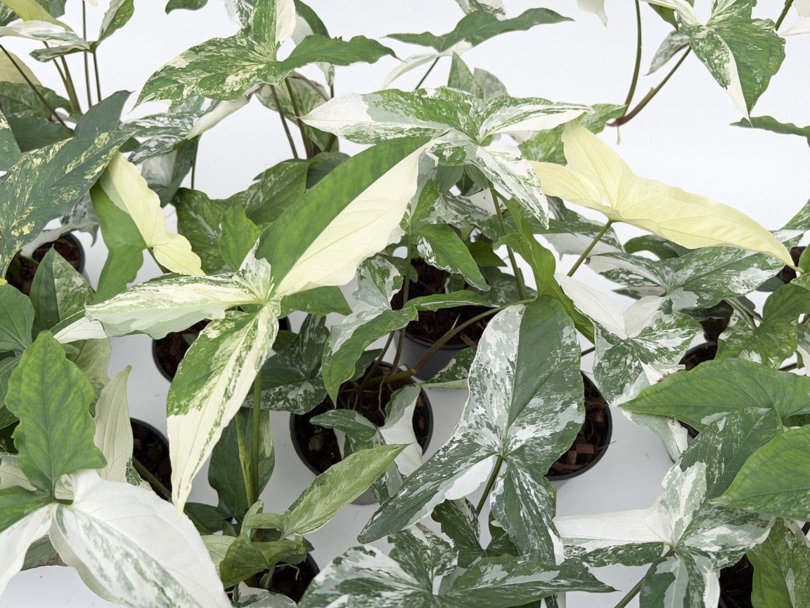 Syngonium Podophyllum Albo Variegated - Set of 10 Plants