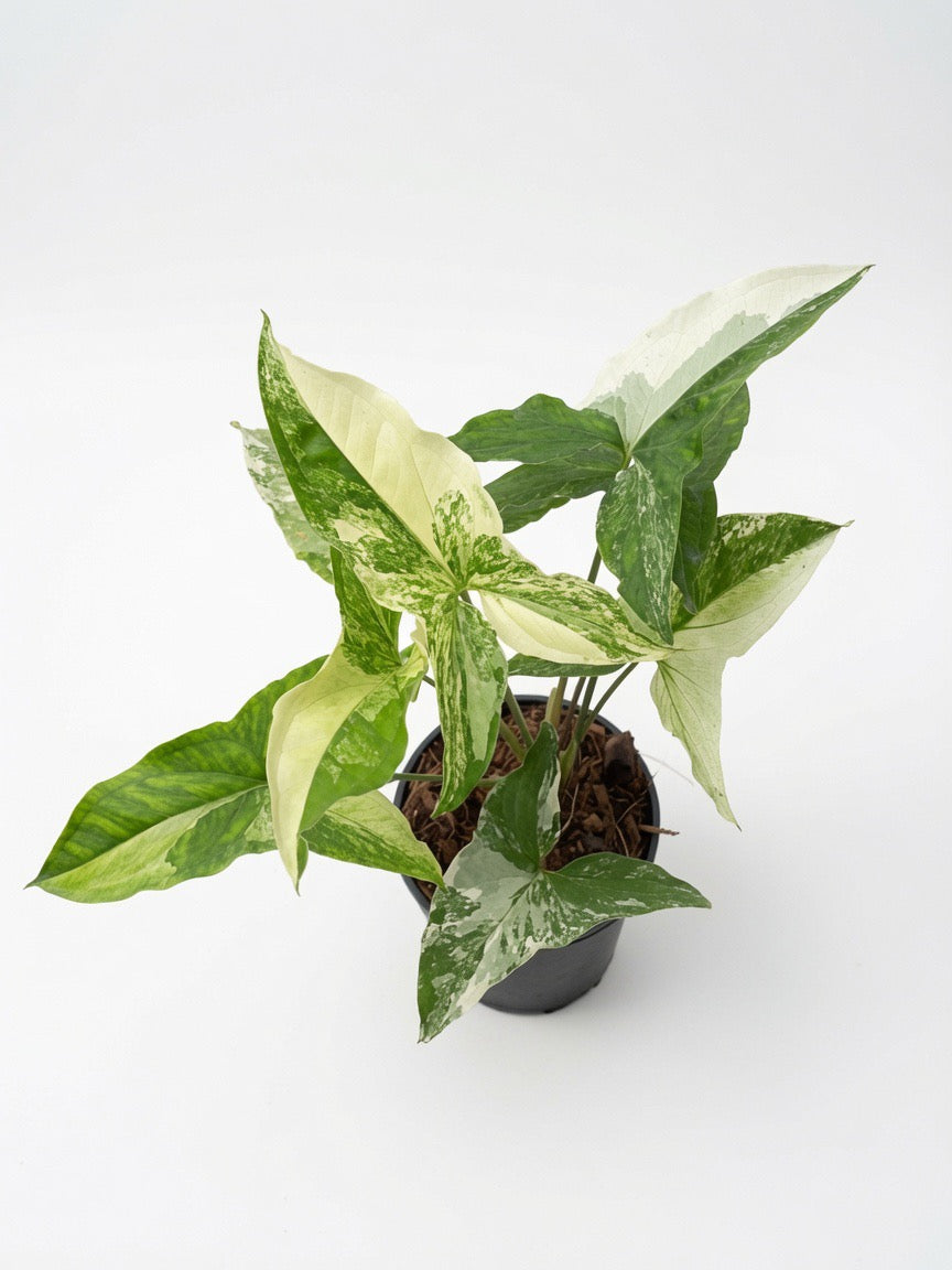 Syngonium Podophyllum Albo Variegated - Set of 10 Plants