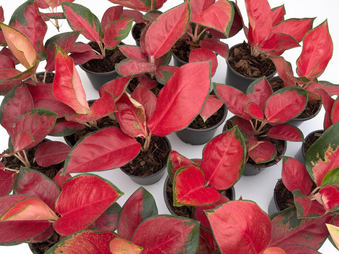 Aglaonema Suksom Jaipong - Set of 10 Plants