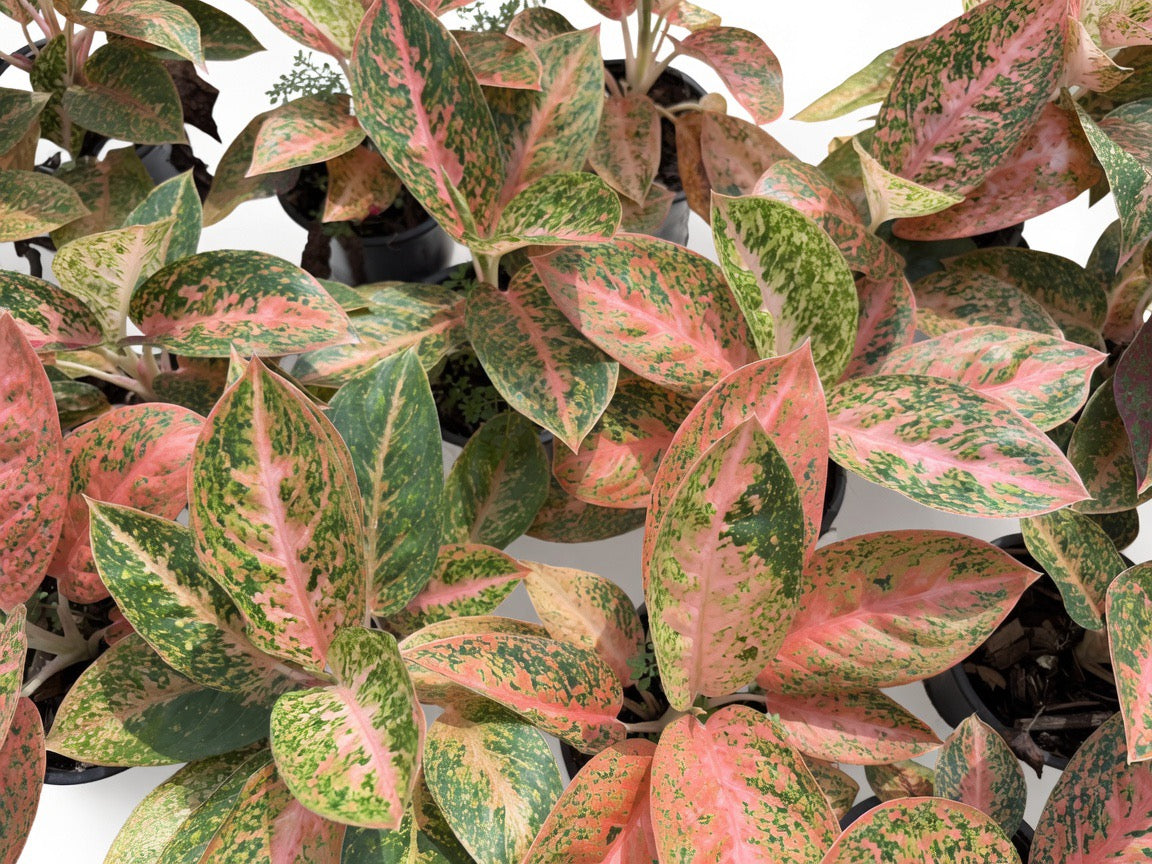 Aglaonema Orange Stardust - Set of 10 Plants