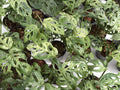 Monstera Laniata Mottled Variegated - Set of 10 Plants