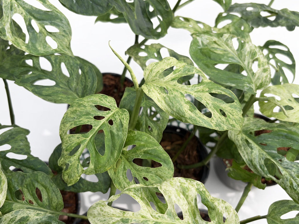 Monstera Laniata Mottled Variegated - Set of 10 Plants