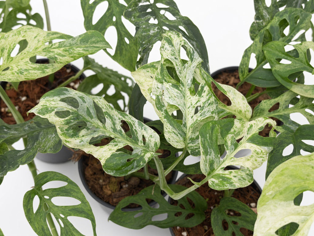 Monstera Laniata Mottled Variegated - Set of 10 Plants