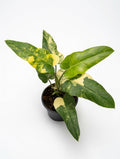 Philodendron Domesticum Variegated - Set of 10 Plants