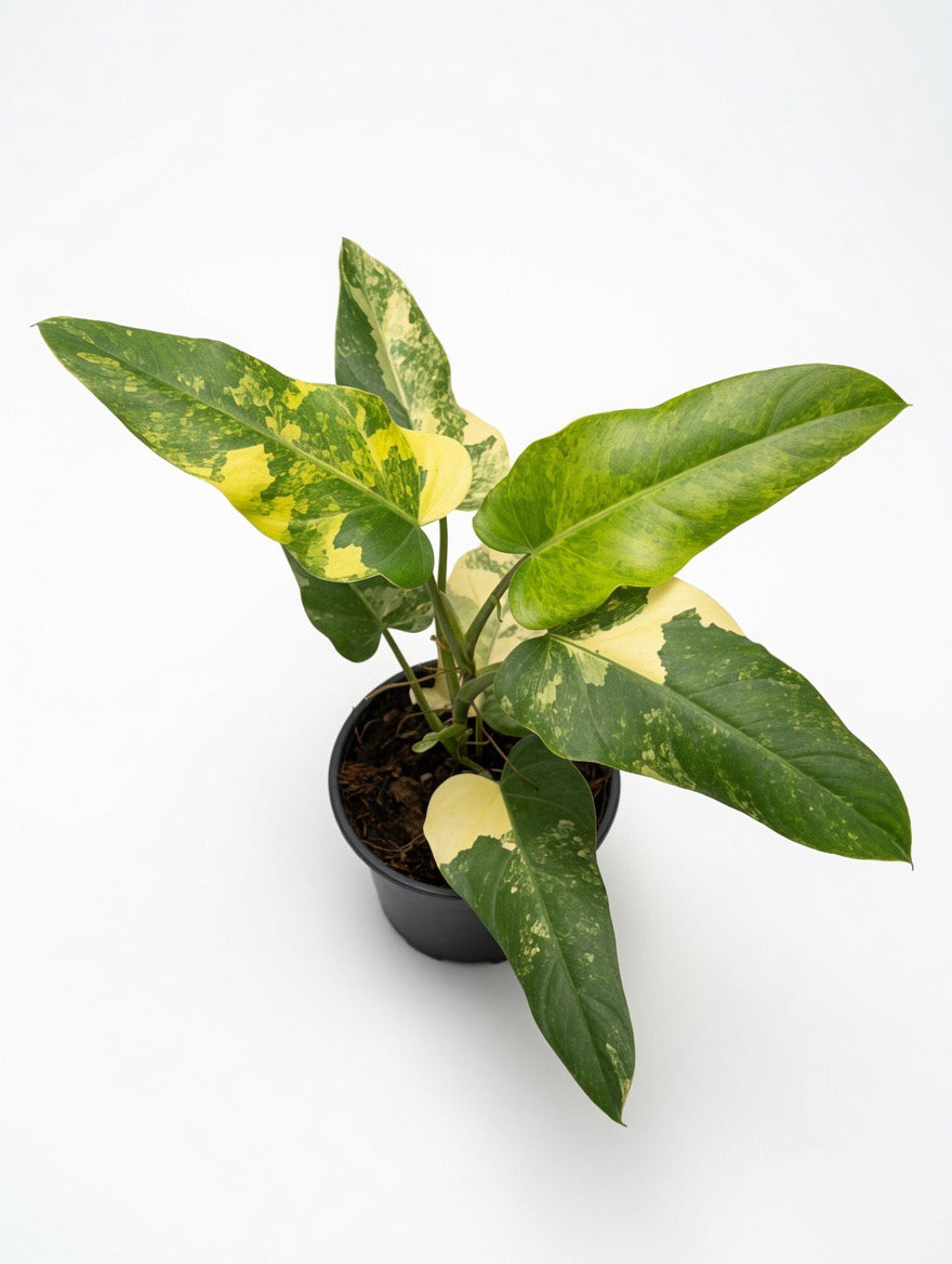 Philodendron Domesticum Variegated - Set of 10 Plants