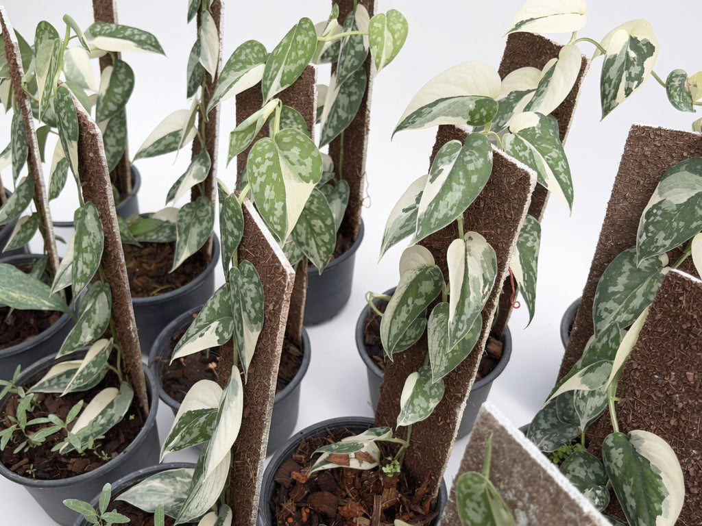 Scindapsus Mayari Variegated (Large Size) - Set of 10 Plants